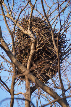 Large Birds Nest Constructed from Branches High in a Bare Tree Against a Clear Blue Sky