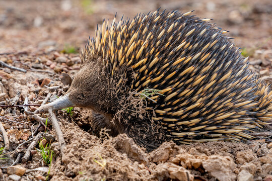 Close up of an echidna partially dug in