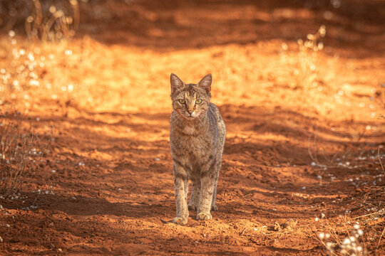 Feral cat