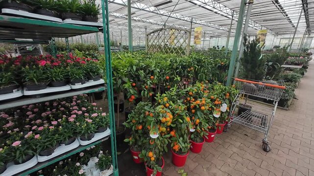 Rows of potted citrus trees with ripe orange fruits stand next to tiered metal racks filled with pink carnations inside a large garden center greenhouse warehouse.