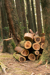 stack of logs in a forest