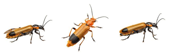 Group of Orange Soldier Beetles (Cantharidae) Isolated on White Background - Entomological Macro...
