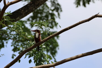 Obraz premium White and Chocolate Brown Bird - White-throated Kingfisher/White-breasted Kingfisher (Halcyon smyrnensis) perched on a tree branch amidst the wind, under the bright morning sunlight.