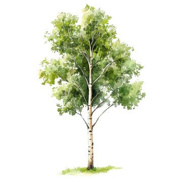 Aspen Tree, realistic watercolor illustration vector, isolated on a white background.