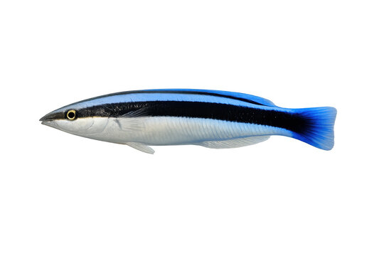 Bluestreak cleaner wrasse labroides dimidiatus isolated transparent background