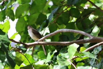 White, Brown and Yellow Bird - Yellow-vented bulbul (Pycnonotus goiavier) perched on a branch, looking into the distance. Note the distinctive bright yellow under tail coverts.