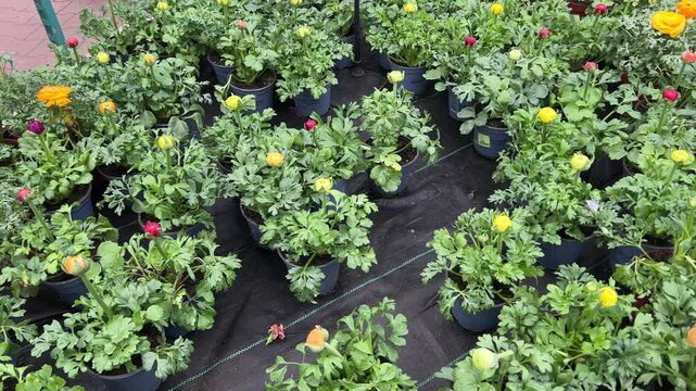 A top-down view of numerous potted Persian buttercup plants with budding yellow, orange, and red flowers on a black nursery floor inside a greenhouse warehouse.