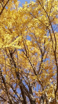 Golden ginkgo tree branches under clear blue sky