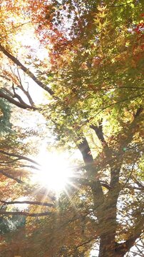 Bright sun flare through yellow autumn tree branches