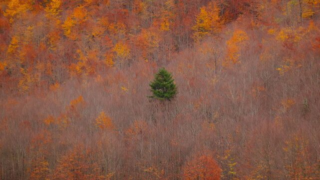 Wide shot of a Dinaric Alps slope in Montenegro, a single dark evergreen centered amid orange deciduous forest, soft overcast light, slow steady movement.