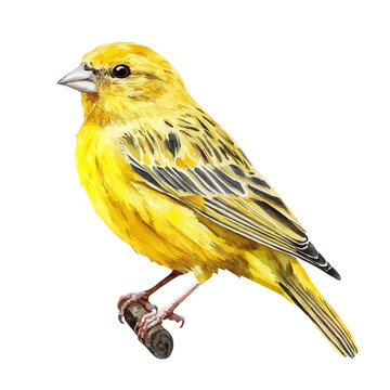 Serin, artistic watercolor illustration vector, isolated on a white background.
