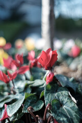 赤いシクラメン