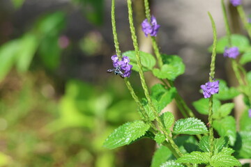 Fototapeta premium Black and Blue bee - Himalayan Cloak-and-Dagger Bee/Neon Cuckoo Bee (Thyreus himalayensis) pollinating purple Blue porterweed/Blue snake weed/Brazilian tea (Stachytarpheta jamaicensis) flowers.