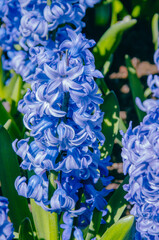 Close-up of a harbinger of spring, a blue hyacinth on a sunny spring day.