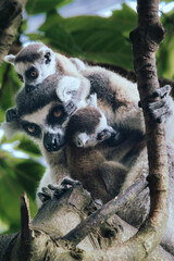 Fototapeta premium Close-up of three ring-tailed lemurs (Lemur catta), a mother and two babies, hugging, at Bali Safari Park and Marine Sanctuary, Indonesia.