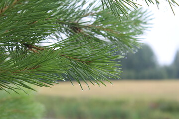 Fototapeta premium pine tree branch