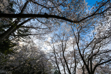 散歩の途中で見つけた春の風景