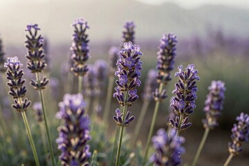 Obraz premium Lavender Fields Sunrise Wedding Backdrop with Natural Purple Flowers featuring flowers, purple, wedding, sunrise.