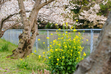 散歩の途中で見つけた春の風景
