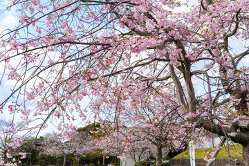 散歩の途中で見つけた春の風景