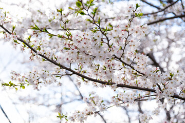 散歩の途中で見つけた春の風景