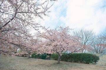 河津桜の咲く公園