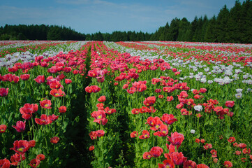 Mohnbl&uuml;tenfeld rot und weiss