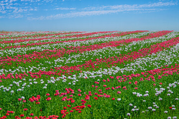 Mohnbl&uuml;tenfeld  in roten und weissen Streifen