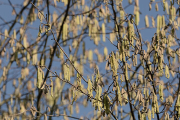 Hazel catkins hanging from branches against blue sky
