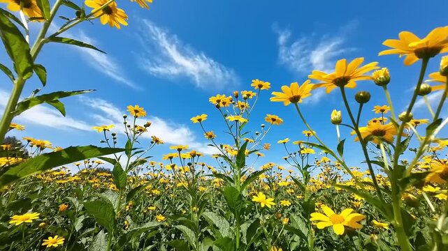 Field of tall yellow composite flowers under bright blue sky