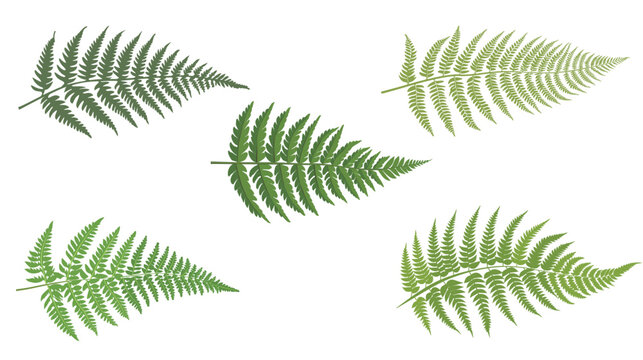 Fern leaf vector illustration with clean lines, detailed tropical foliage element isolated on white background, minimalist botanical design for nature, garden, and eco-friendly projects