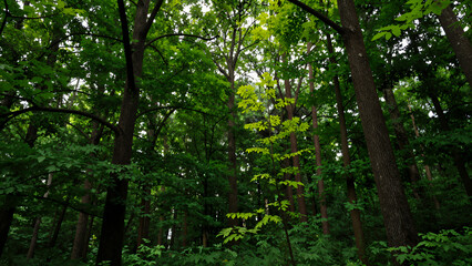 Obraz premium Lush Green Forest Scene With Tall Trees And Dense Foliage, Natural Outdoor Landscape, Summer Greenery