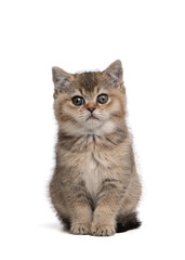Obraz premium Cute tabby british shorthair kitten sitting and looking at the camera isolated on a white background seen from the front
