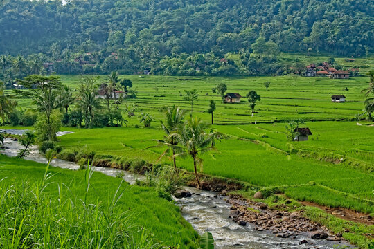 Scenic river flowing through lush green rice terraces in a tropical valley. Rural landscape in West Java, Indonesia.