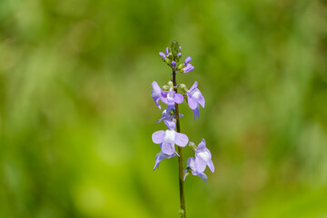 緑豊かな野原にひっそりと佇むマツバウンランの可憐な紫の花
