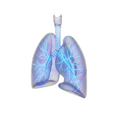 Human Lungs with Glowing Blue Bronchial Tree