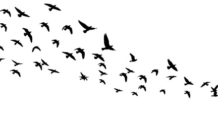 Fototapeta premium Flock of Birds Silhouettes Flying in Formation Against a White Background