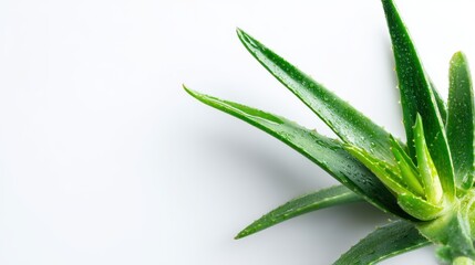 Obraz premium aloe vera plant on a white background with copy space