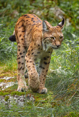 Obraz premium The Eurasian lynx (Lynx lynx) in the forest.