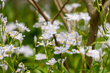 初夏の木陰に群生するシャガの白い花と緑の葉