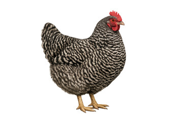 Fototapeta premium Barred rock hen standing with transparent background
