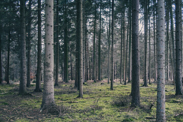 Obraz premium Parallel tree trunks in an evergreen forest with green mossy ground, moist winter woodland with an autumn-like mood