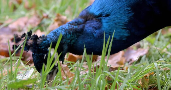 Male peacock foraging on green grass in park or garden closeup