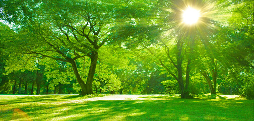 Green Forest sunlight
