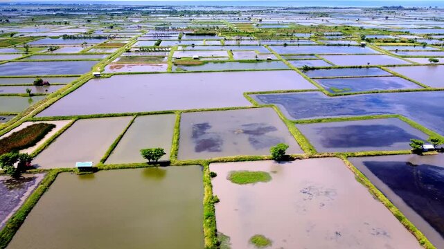 Top view drone footage of traditional fish ponds under bright daylight, showing aquaculture area, water reflections, and rural landscape scenery.