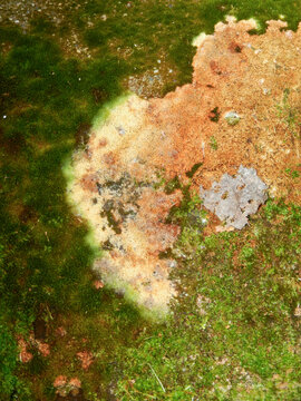 Gros plan sur une texture naturelle de lichens color&eacute;s et mousse verte sauvage