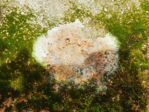 Gros plan sur une texture naturelle de lichens color&eacute;s et mousse verte sauvage