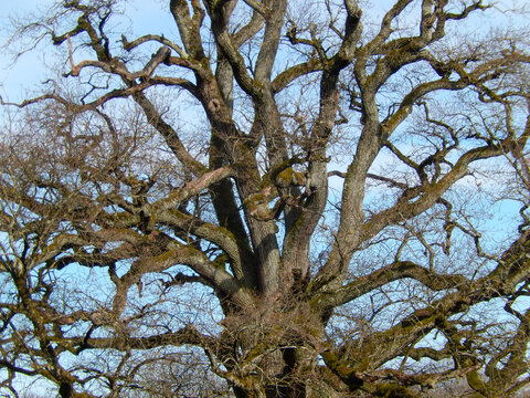 Ch&ecirc;ne centenaire majestueux sans feuilles dans un champ sous un ciel bleu clair en hiver