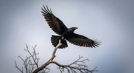Crow Taking Flight: Black Crow Spreading Wings and Flying from a Bare Winter Tree Branch