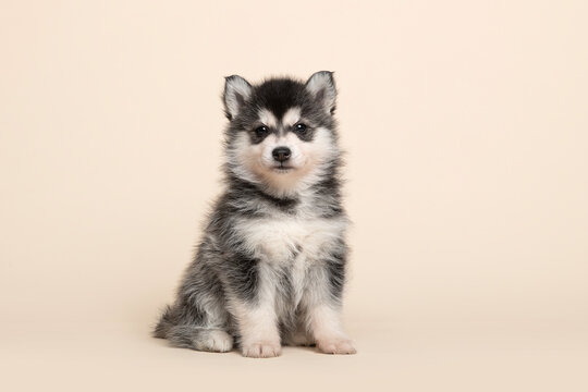 Cute pomsky puppy sitting on a creme sand background looking at the camera